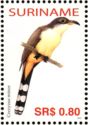 Mangrove Cuckoo (Coccyzus minor)